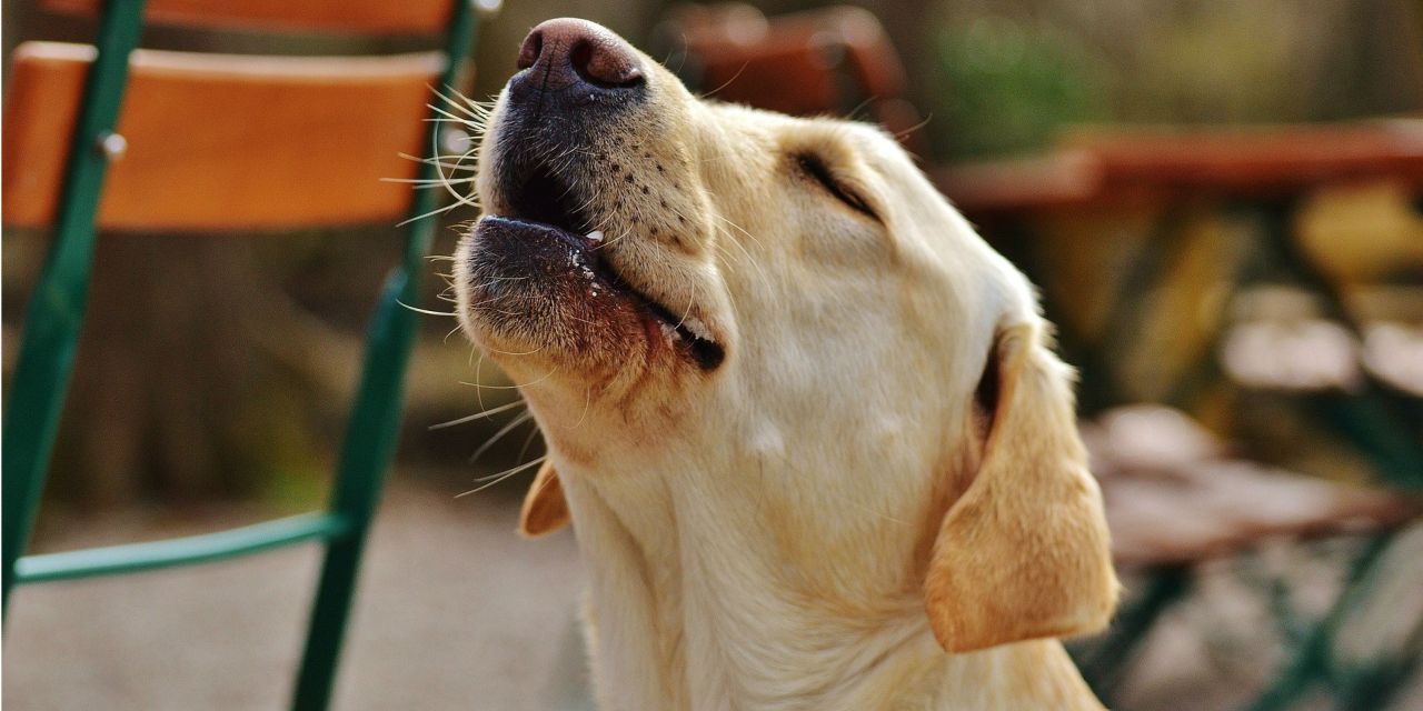 Pourquoi mon chien hurle quand je pars ?