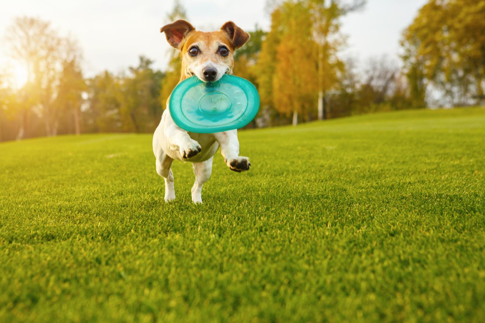 Quels jeux faire avec son chien ?